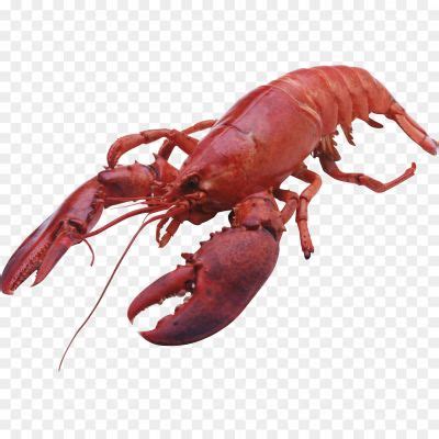 Lobster PNG Background Clip Art P6JGA38L - Pngsource