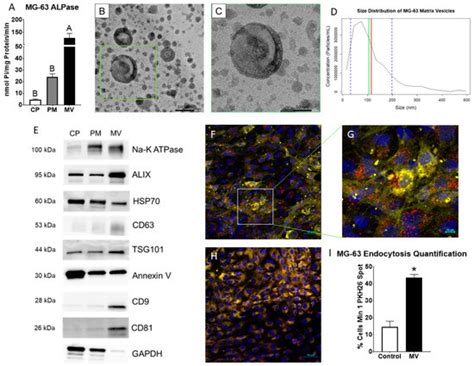Osteoblast-Derived Matrix Vesicles Exhibit Exosomal Traits and a Unique ...