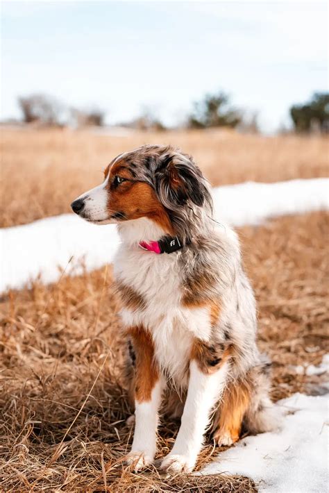 Understanding Lifespan of Australian Shepherds