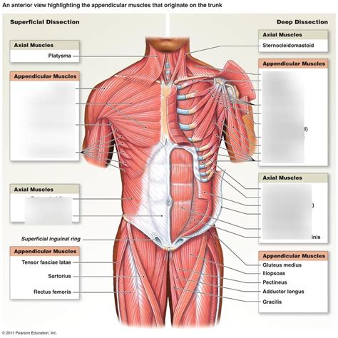 muscles of the trunk anterior Diagram | Quizlet