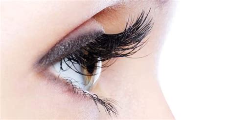 How to Apply Eyelashes for Your Eyes? – Cilios