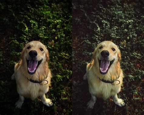 Dog Mobile Lightroom Preset, Pet Presets, Dark Green, Earthy Tones ...