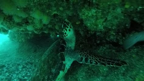 Aqua Wild Africa (Gillitts) - 2021 What to Know Before You Go (with ...