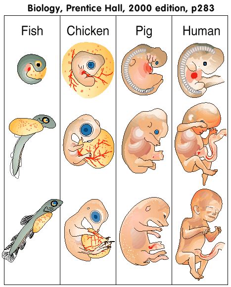 BioGenetic 的图像结果