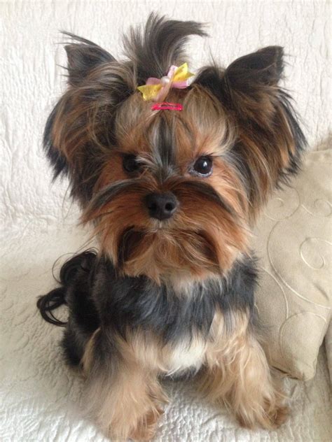 Vanilla noch immer vermisst - Infoseite - Home | Facebook