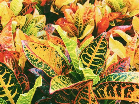 Outdoor Tropical Plants Names And Pictures at Timothy Mitchell blog