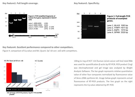 cDNA Synthesis Protocol 的图像结果