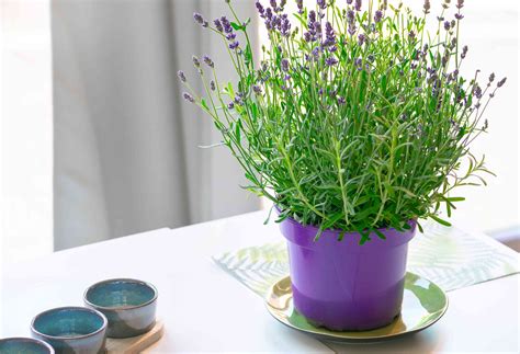 Do Lavender Plants Spread
