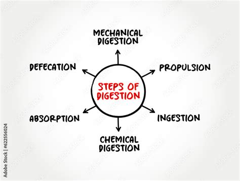 Image result for Digestion Process Step by Step Explained