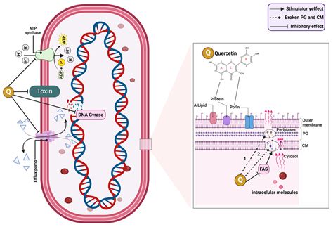 A Systematic Review: Quercetin—Secondary Metabolite of the Flavonol ...