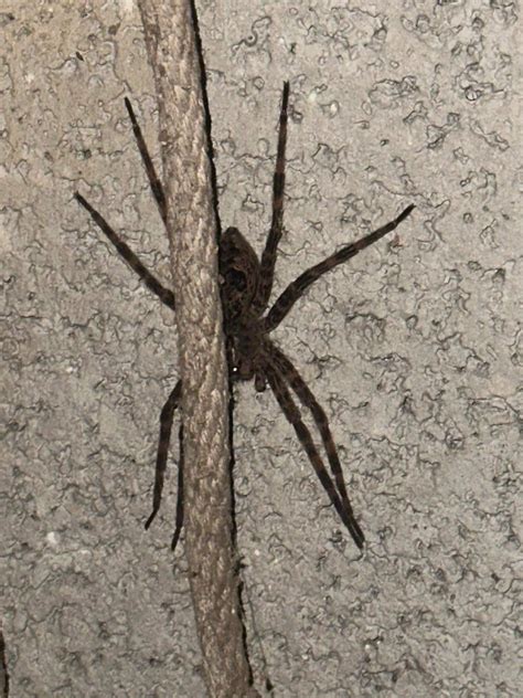 Found in Central NC. Biggest spider I’ve ever seen. : r/whatsthisbug