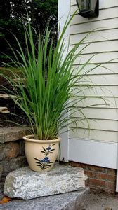 VibeX ® XXL-15 Cymbopogon Flexuosus Lemon Grass Seed Price in India ...