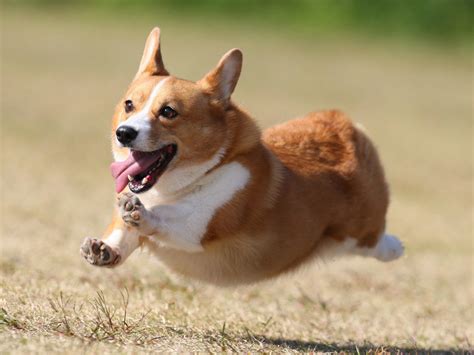 ことばのこころ: You can't teach an old dog new tricks.