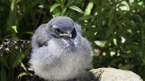 What should you do if you find a baby bird out of its nest? | San Luis ...