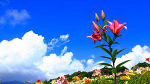 Lilies wallpapers hd, desktop backgrounds, images and pictures