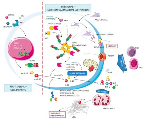 Autoinflammatory Features in Gouty Arthritis
