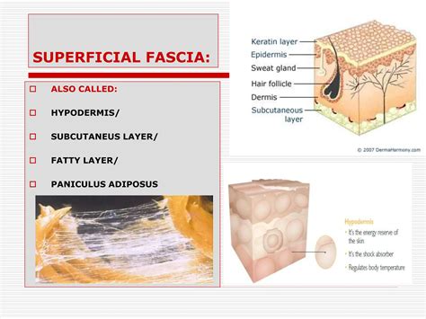 GENERAL ANATOMY OF THE FASCIAE BY DR JAMIL ANWAR | PPT