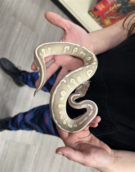 Image result for Crystal Ball Python