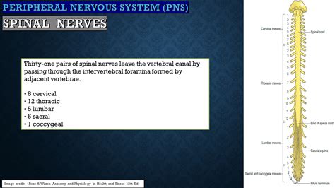 Image result for Nervous System Classification