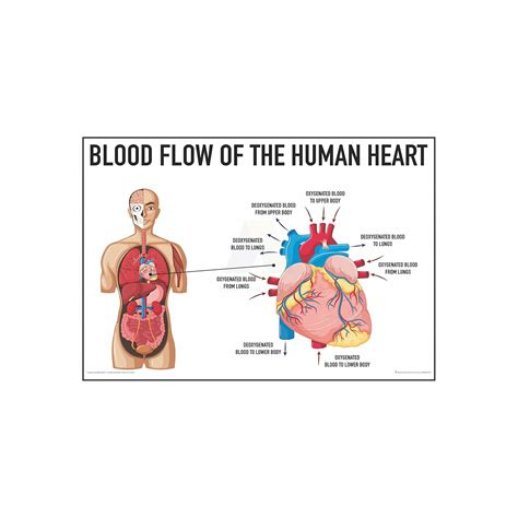 Anne Print Solutions® Blood flow of the human heart Posters For ...