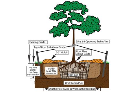 Image result for Tree-Planting Steps
