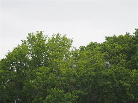 Summer Tree ID Walk n Talk with Jeff Cooney and Robb Kerr , 8601 ...