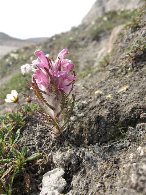 Tundra Plants Adaptations