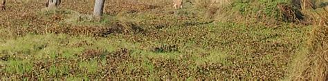 From Pokhara/Kathmandu: 3 Days Chitwan Jungle Safari Tour - Klook India