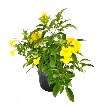 Buy Tecoma Gaudi Chaudi Plant - Yellow Bells online at best price
