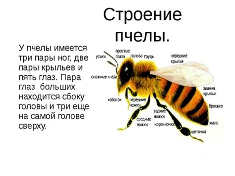 Презентация к проекту о жизни пчел