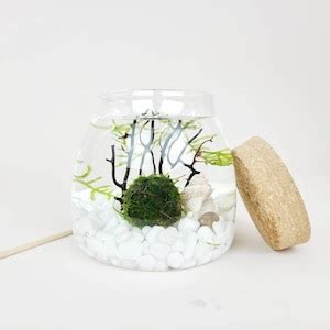 Image result for DIY Java Moss Decorations