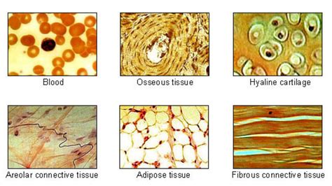 What Is Connective Tissue Explain Their Types Structure