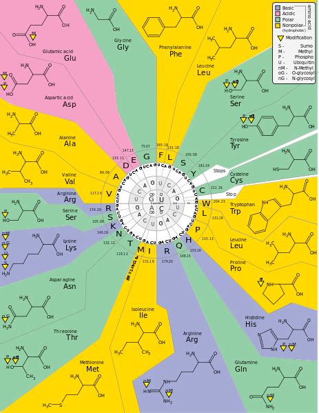 DNA Codon 的图像结果