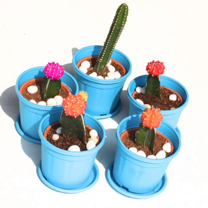 Send Fortune teller cactus plants pack Online in India at Indiagift.in
