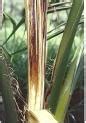 ICAR-Central Plantation Crops Research Institute