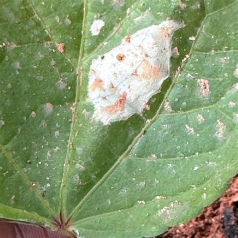 Buy Matricaria - Tetra White - Live Flower Plants - Seedlings/plugs- 5 ...