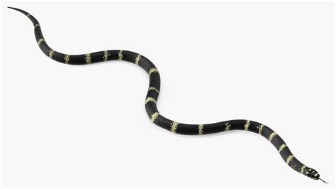3D Eastern Kingsnake Rigged for Maya model | 3D Molier International