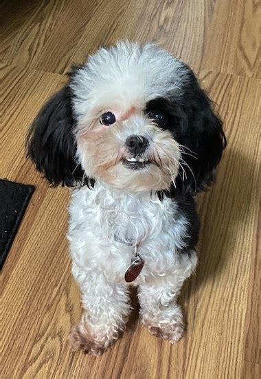 Image result for Lhasapoo Grooming Kit