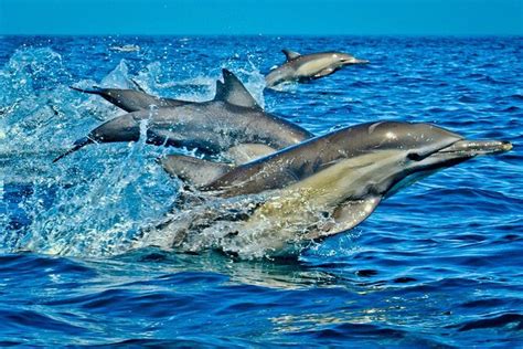 Full-Day Guided private Dolphins tour+ Monkeys + Stone town &spice Farm ...