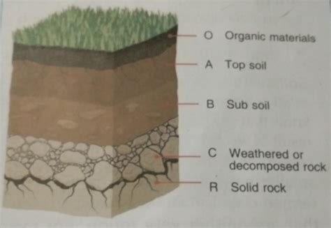 Explain soil profil with help of labelledvdigram - Brainly.in