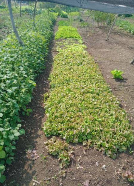 Maharashtra Farmer Sets Example Through Successful Cultivation of ...