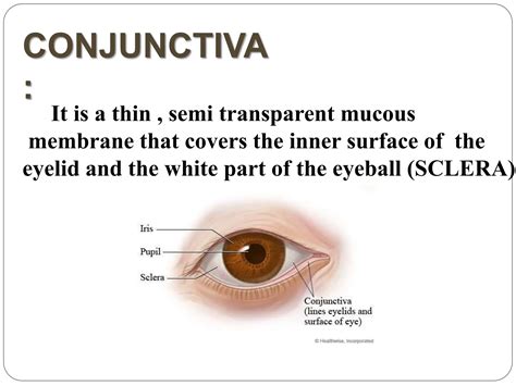 conjunctiva of human eye anatomy and physio.pptx