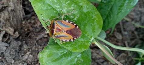 Image result for Insect V Insect