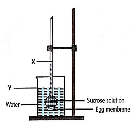 Given figure represents demonstration of osmosis by egg membrane ...