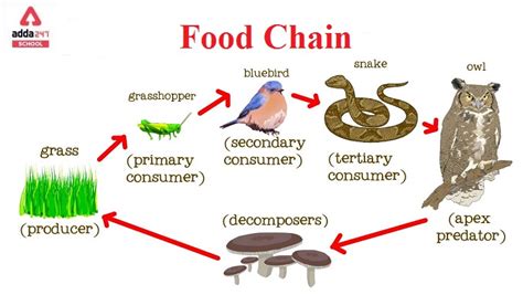Food Chain Examples, Types, and Definition