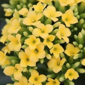 Cloud Farm Kalanchoe Plant Price in India - Buy Cloud Farm Kalanchoe ...