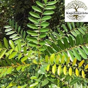 MAXKIA Laxmi Taru Lakshmi Taru paradise plant, it is a plant not a seed ...