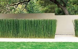 Creative Farmer Equisetum Hyemale Miniature Bamboo Water Plant : Amazon ...