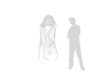 Box Jellyfish Pain Scale at Harriet Ridgeway blog