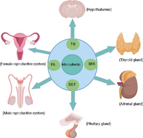 Frontiers | A review of the endocrine disrupting effects of micro and nano plastic and their ...